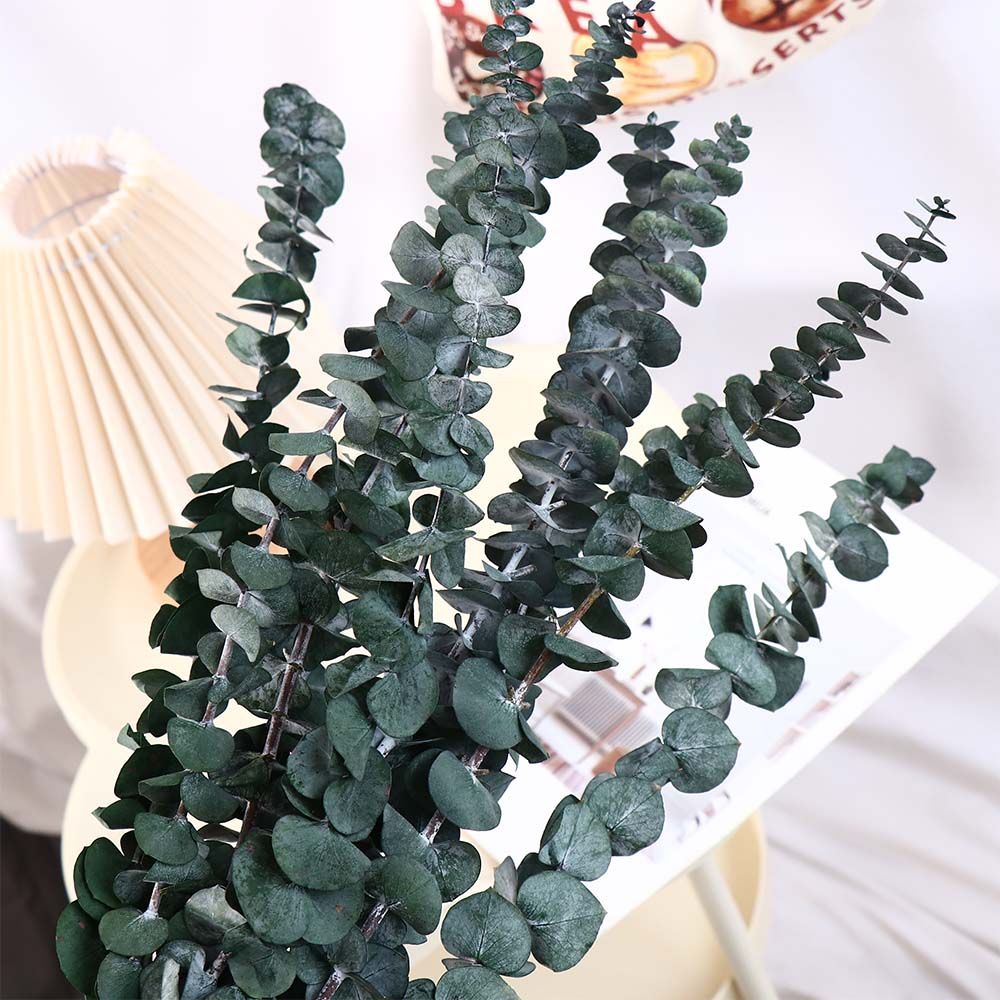 Eucalyptus Preserved - 10個入り 本物の葉っぱのドライユーカリ 大きな緑の保存されたユーカリの茎 多目的 生のユーカリから作られた