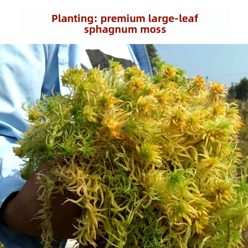 Preserved Moss Sheet - グレードA乾燥ミズゴケ、胡蝶蘭などの天然鉢植え用土、カメの冬眠用爬虫類床材