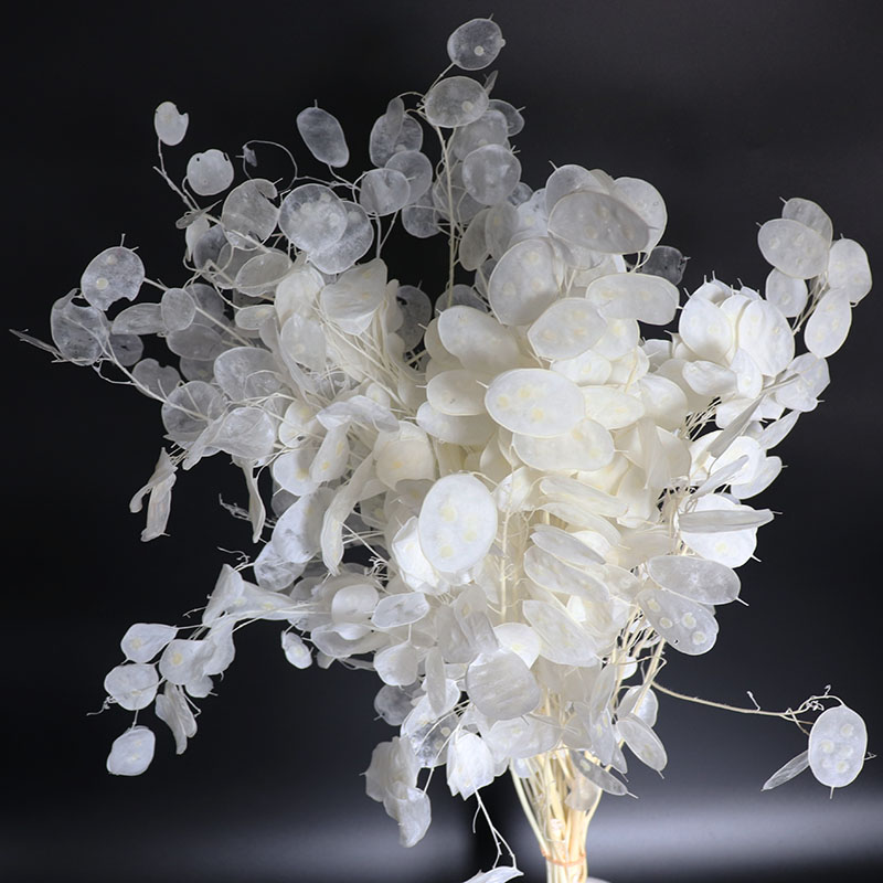 Eucalyptus Preserved - 結婚式のアレンジメントのための保存されたルナリアの花、ユーカリの葉、本物のドライフラワー、自由奔放に生きる家の装飾、白、漂白、壁